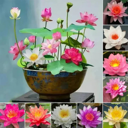 Premium Lotus Flower Seeds